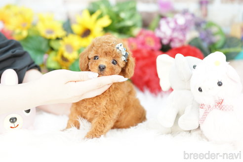 成約済の埼玉県のトイプードル-324633の3枚目