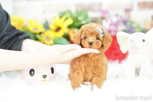 成約済の埼玉県のトイプードル-324633の2枚目