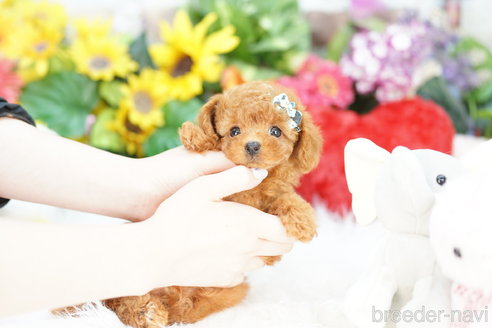 成約済の埼玉県のトイプードル-324633の1枚目