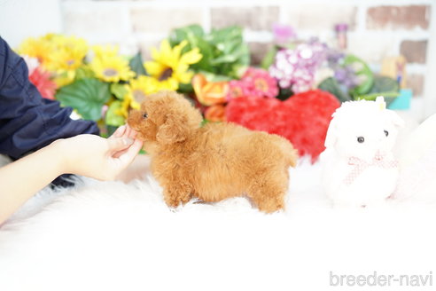 成約済の埼玉県のトイプードル-324636の4枚目