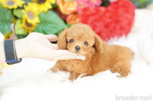 成約済の埼玉県のトイプードル-324636の3枚目