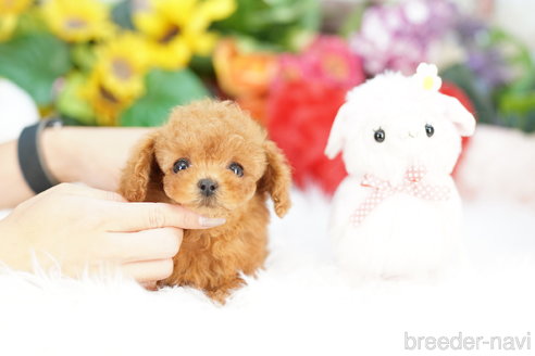 成約済の埼玉県のトイプードル-324636の2枚目