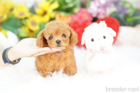 成約済の埼玉県のトイプードル-324636の1枚目