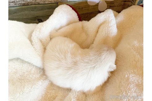 成約済の福岡県のポメラニアン-324643の5枚目