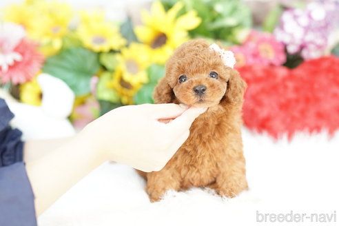 成約済の埼玉県のトイプードル-324645の5枚目