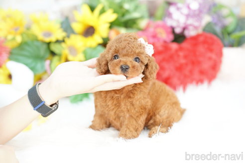 成約済の埼玉県のトイプードル-324645の4枚目