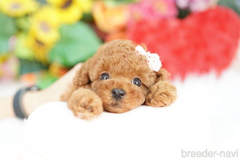 成約済の埼玉県のトイプードル-324645の3枚目