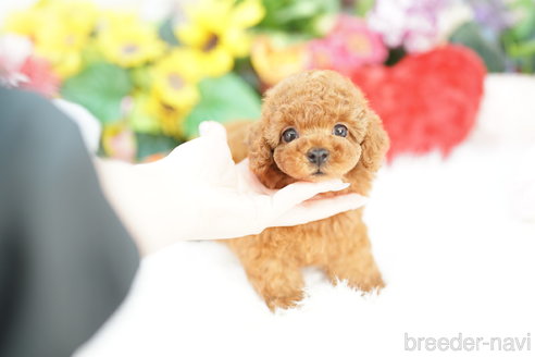 成約済の埼玉県のトイプードル-324645の2枚目