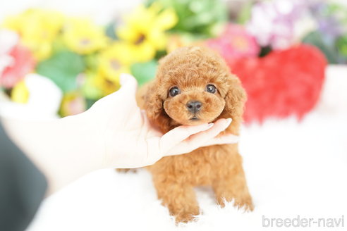 成約済の埼玉県のトイプードル-324645の1枚目