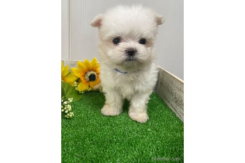 成約済の滋賀県のマルチーズ-319557の17枚目