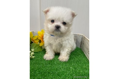 成約済の滋賀県のマルチーズ-319557の18枚目