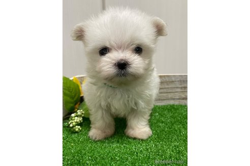 成約済の滋賀県のマルチーズ-319558の10枚目
