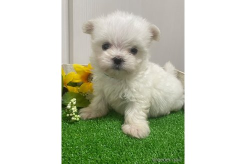 成約済の滋賀県のマルチーズ-319558の8枚目