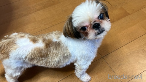 レミちゃんちゃん1枚目