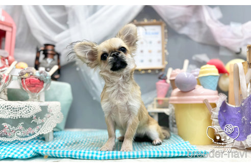 成約済の愛知県のミックス犬-297966の5枚目
