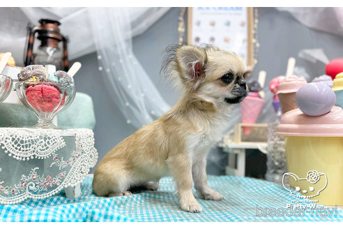 成約済の愛知県のミックス犬-297966の4枚目