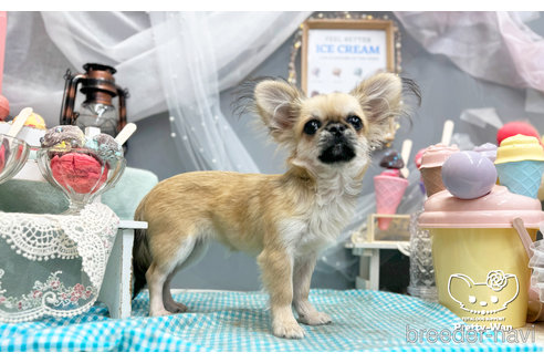 成約済の愛知県のミックス犬-297966の3枚目