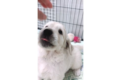 成約済の大分県のゴールデンレトリーバー-323411の6枚目