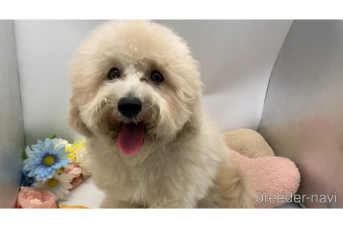 成約済の東京都のミックス犬-298406の9枚目