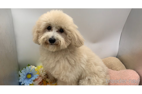 成約済の東京都のミックス犬-298406の10枚目