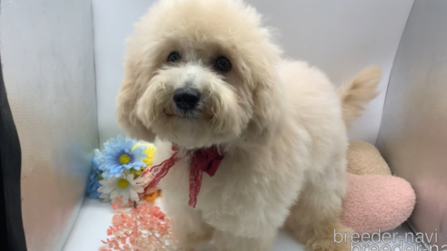 成約済の東京都のミックス犬-298406の8枚目