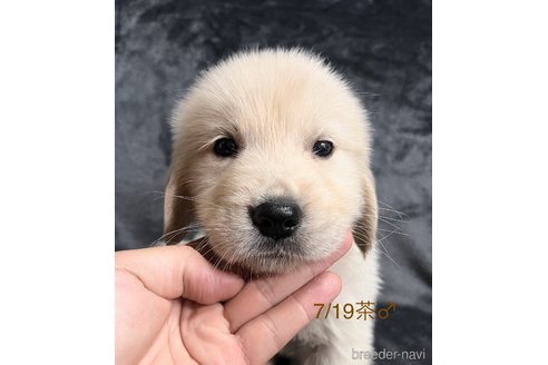 成約済の愛知県のゴールデンレトリーバー-320642の5枚目