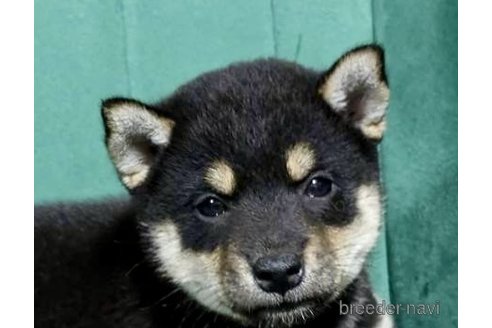 成約済の茨城県の豆柴-323876の3枚目