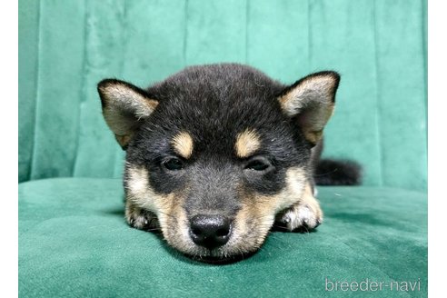 成約済の茨城県の豆柴-323876の5枚目