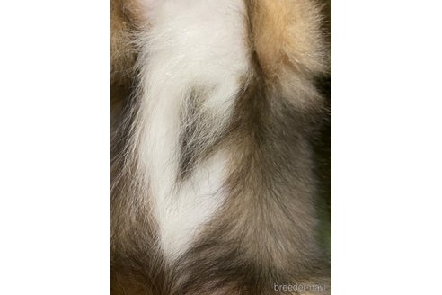 成約済の静岡県のシェットランドシープドッグ(シェルティ)-322447の4枚目