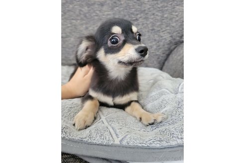 成約済の神奈川県のチワックス:チワワ×ミニチュアダックスフンド-310282の16枚目