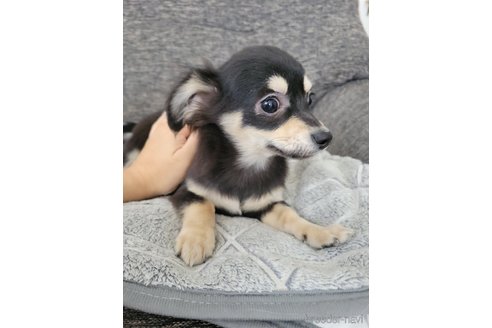 成約済の神奈川県のチワックス:チワワ×ミニチュアダックスフンド-310282の15枚目