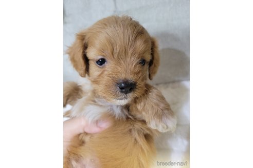 成約済の神奈川県のミックス犬-322008の1枚目