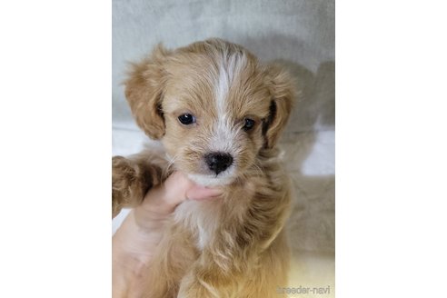 成約済の神奈川県のミックス犬-322009の13枚目