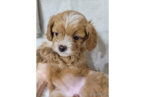 成約済の神奈川県のミックス犬-322010の1枚目