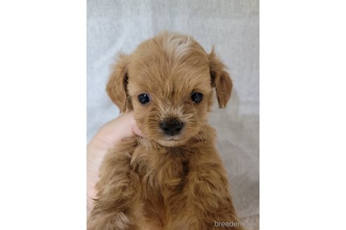 成約済の神奈川県のミックス犬-322011の12枚目