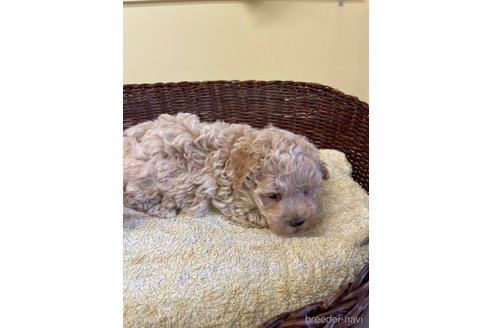 成約済の愛知県のマルプー:マルチーズ×トイプードル-324718の2枚目