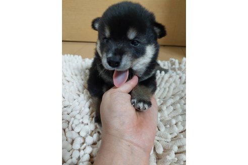 成約済の高知県の豆柴-322867の8枚目