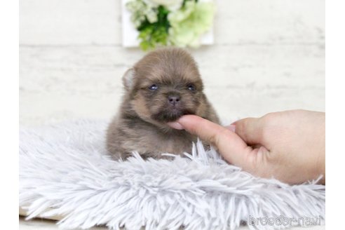 成約済の大阪府のポメラニアン-324735の16枚目