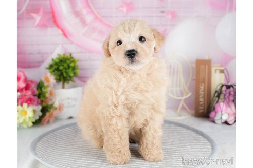 成約済の茨城県のトイプードル-324743の5枚目