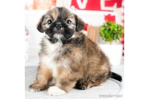 成約済の茨城県のミックス犬-324750の4枚目