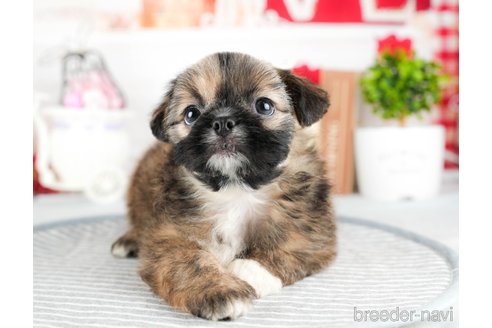 成約済の茨城県のミックス犬-324750の5枚目
