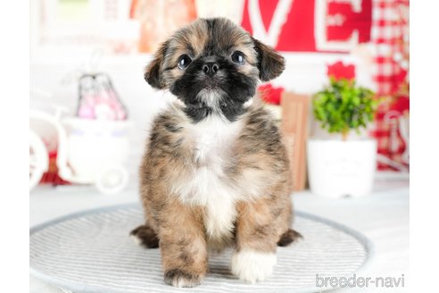 成約済の茨城県のミックス犬-324750の6枚目