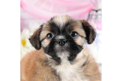 成約済の茨城県のミックス犬-324751の1枚目