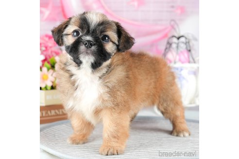 成約済の茨城県のミックス犬-324751の4枚目