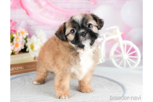 成約済の茨城県のミックス犬-324751の3枚目