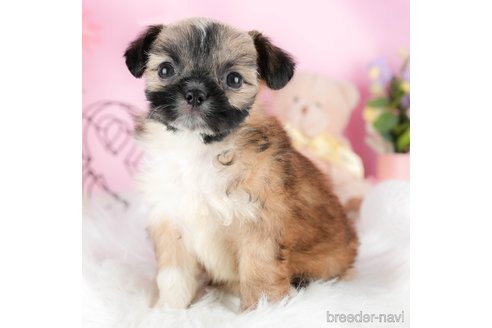 成約済の茨城県のミックス犬-324752の7枚目
