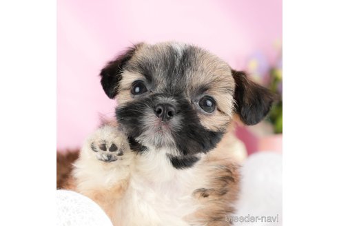 成約済の茨城県のミックス犬-324752の1枚目