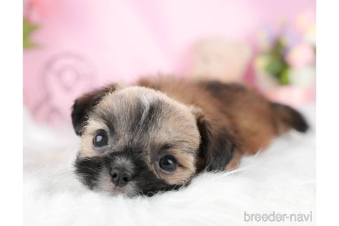 成約済の茨城県のミックス犬-324752の5枚目