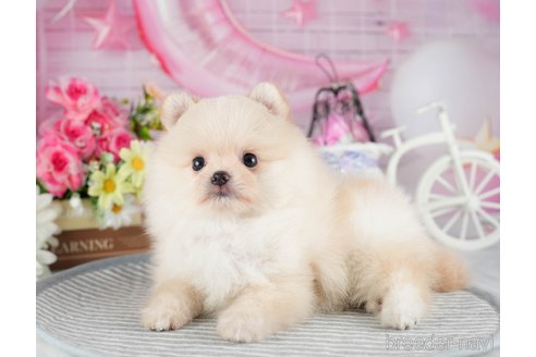 成約済の茨城県のポメラニアン-324755の8枚目
