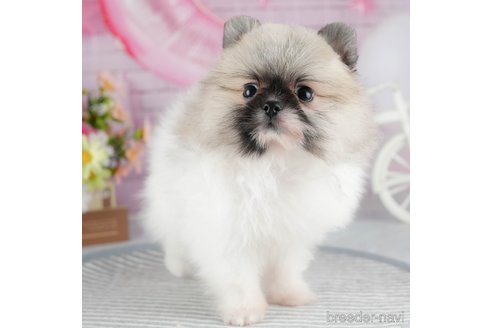 成約済の茨城県のポメラニアン-324756の6枚目